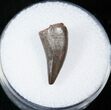 Well Preserved Phytosaur (Pseudopalatus) Tooth - New Mexico #15567-1